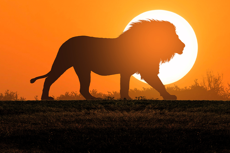 Løve på savannen i solnedgang